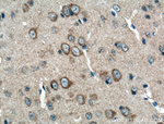 OPA1 Antibody in Immunohistochemistry (Paraffin) (IHC (P))