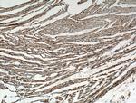 OPA1 Antibody in Immunohistochemistry (Paraffin) (IHC (P))