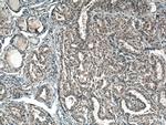 SLC24A5 Antibody in Immunohistochemistry (Paraffin) (IHC (P))