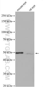 SLC24A5 Antibody in Western Blot (WB)