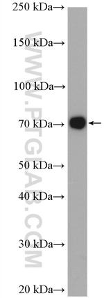 NAF1 Antibody in Western Blot (WB)