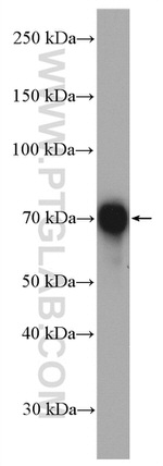 NAF1 Antibody in Western Blot (WB)