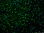 ANK3 Antibody in Immunohistochemistry (PFA fixed) (IHC (PFA))