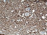 ANK3 Antibody in Immunohistochemistry (Paraffin) (IHC (P))