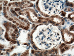 ANK3 Antibody in Immunohistochemistry (Paraffin) (IHC (P))