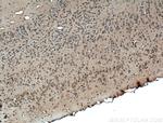 ANK3 Antibody in Immunohistochemistry (Paraffin) (IHC (P))