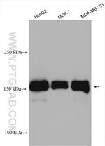 YTHDC2 Antibody in Western Blot (WB)