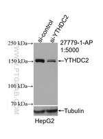 YTHDC2 Antibody in Western Blot (WB)