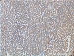 ETHE1 Antibody in Immunohistochemistry (Paraffin) (IHC (P))