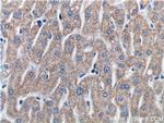 ETHE1 Antibody in Immunohistochemistry (Paraffin) (IHC (P))