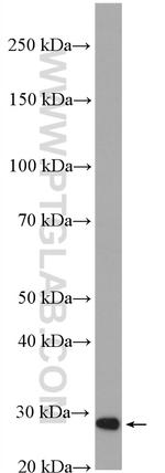 ETHE1 Antibody in Western Blot (WB)