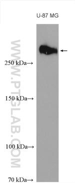 TNC/Tenascin-C Antibody in Western Blot (WB)