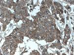 OSM Antibody in Immunohistochemistry (Paraffin) (IHC (P))