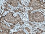 PARG Antibody in Immunohistochemistry (Paraffin) (IHC (P))