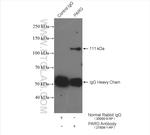 PARG Antibody in Immunoprecipitation (IP)