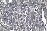 CD151 Antibody in Immunohistochemistry (Paraffin) (IHC (P))