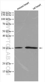 CD151 Antibody in Western Blot (WB)