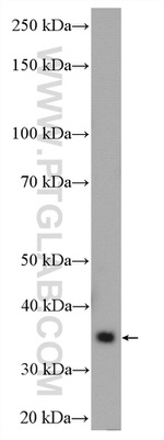 HAPLN2 Antibody in Western Blot (WB)