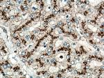 LAMP2 Antibody in Immunohistochemistry (Paraffin) (IHC (P))