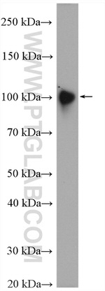 LAMP2 Antibody in Western Blot (WB)