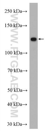 FMNL1 Antibody in Western Blot (WB)