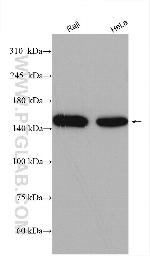 FMNL1 Antibody in Western Blot (WB)