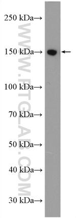 FMNL1 Antibody in Western Blot (WB)