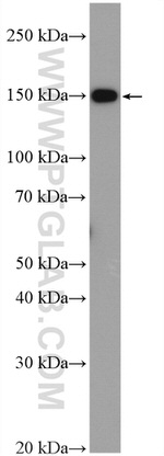 FMNL1 Antibody in Western Blot (WB)