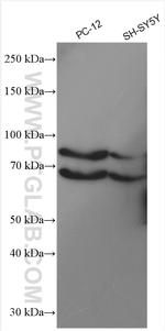 SEMA3A Antibody in Western Blot (WB)