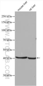 RPUSD4 Antibody in Western Blot (WB)