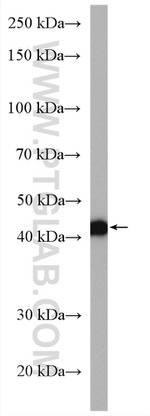 RPUSD4 Antibody in Western Blot (WB)