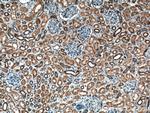 C22orf25 Antibody in Immunohistochemistry (Paraffin) (IHC (P))