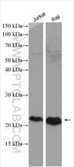 CD81 Antibody in Western Blot (WB)