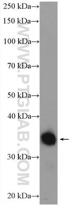 GDPD1 Antibody in Western Blot (WB)