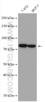 gamma catenin Antibody in Western Blot (WB)