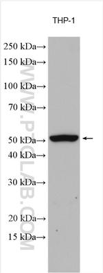 NEU3 Antibody in Western Blot (WB)