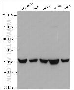 NEU3 Antibody in Western Blot (WB)