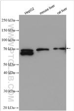 PCSK9 Antibody in Western Blot (WB)