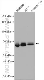 KIAA2013 Antibody in Western Blot (WB)