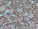 PBLD Antibody in Immunohistochemistry (Paraffin) (IHC (P))