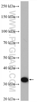 PBLD Antibody in Western Blot (WB)