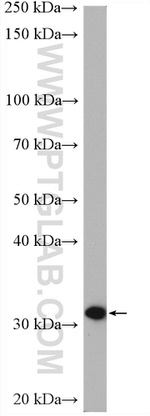 PBLD Antibody in Western Blot (WB)