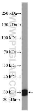 PBLD Antibody in Western Blot (WB)