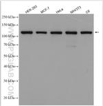 CRM1 Antibody in Western Blot (WB)