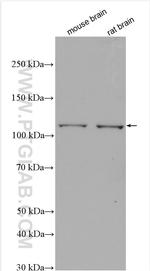 PI3 Kinase p110 Alpha Antibody in Western Blot (WB)