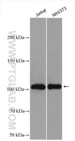 PI3 Kinase p110 Alpha Antibody in Western Blot (WB)