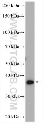 C19orf62 Antibody in Western Blot (WB)