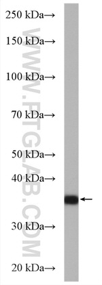 C1orf35 Antibody in Western Blot (WB)