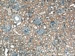 C1orf35 Antibody in Immunohistochemistry (Paraffin) (IHC (P))