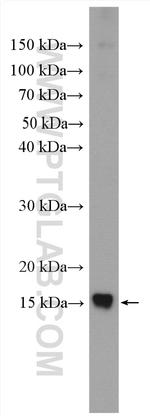 NDUFB4 Antibody in Western Blot (WB)